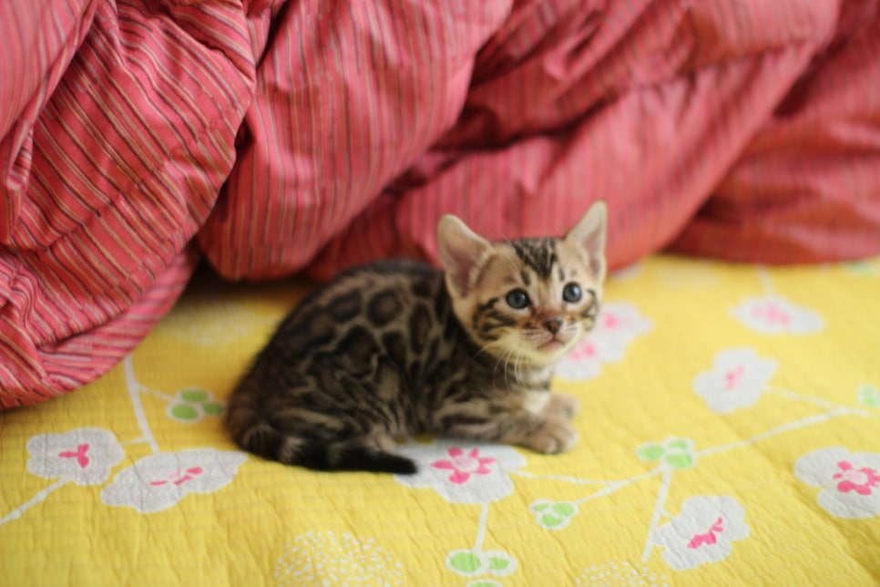 뱅갈고양이 여아 분양중 입니다~ 관련 이미지 1