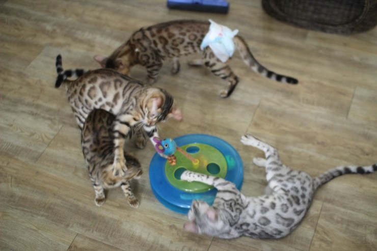 뱅갈고양이,실버뱅갈고양이,장난감 쟁탈전~~~ 관련 이미지 4