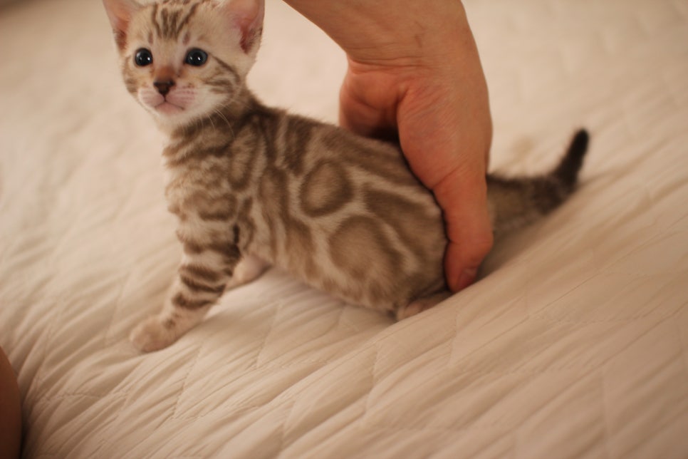 멋진 빅로젯 실밍크뱅갈고양이 남아 분양해요~ 관련 이미지 10