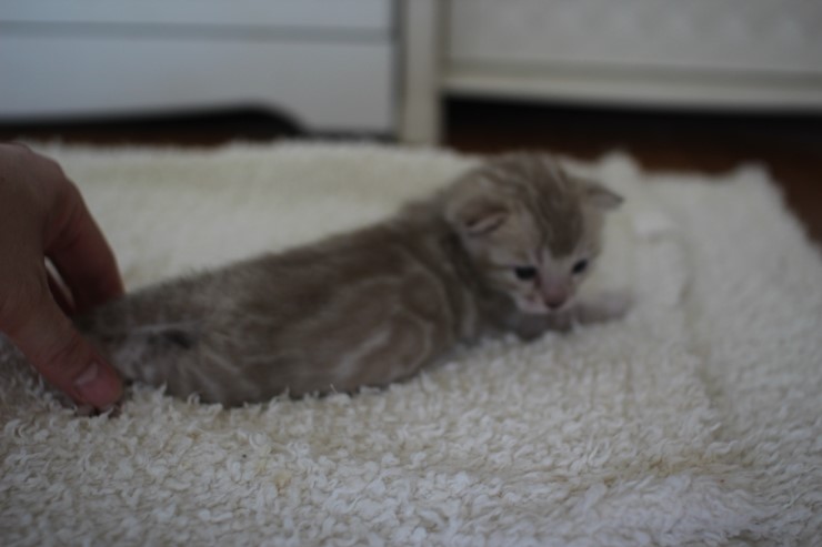 실밍크뱅갈고양이 곰돌이 남아예요 관련 이미지 17