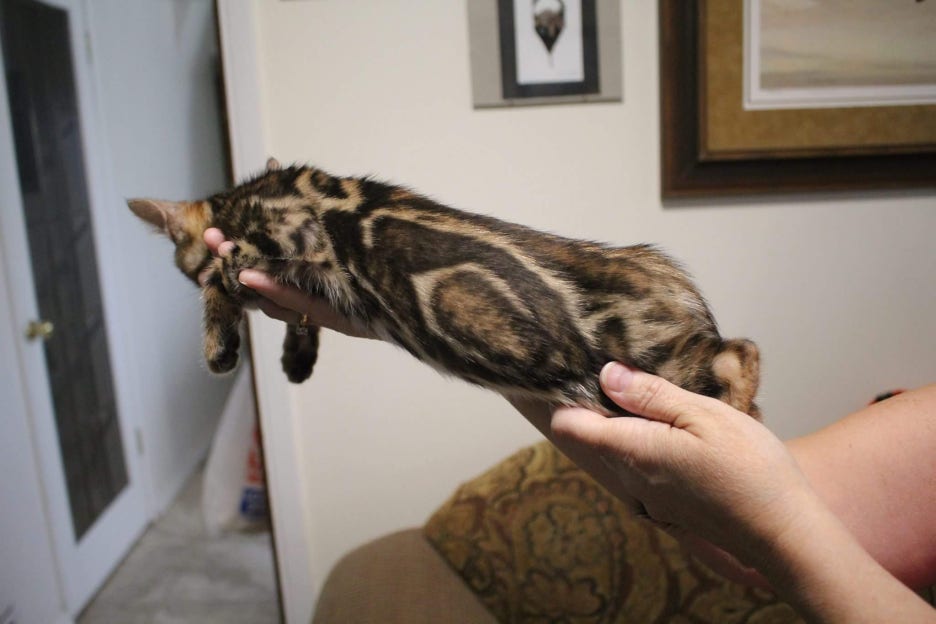 캐나다에서 보내준 뱅갈고양이 남아 사진이예요 관련 이미지 2