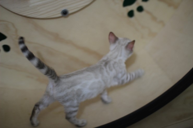 스노우뱅갈고양이 초아가 오늘부터 캣휠 선수가 됬습니다~~~ 관련 이미지 10