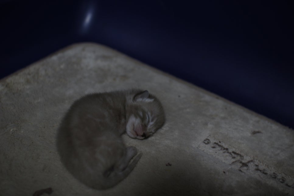 뱅갈고양이 꼬물이 관련 이미지 3