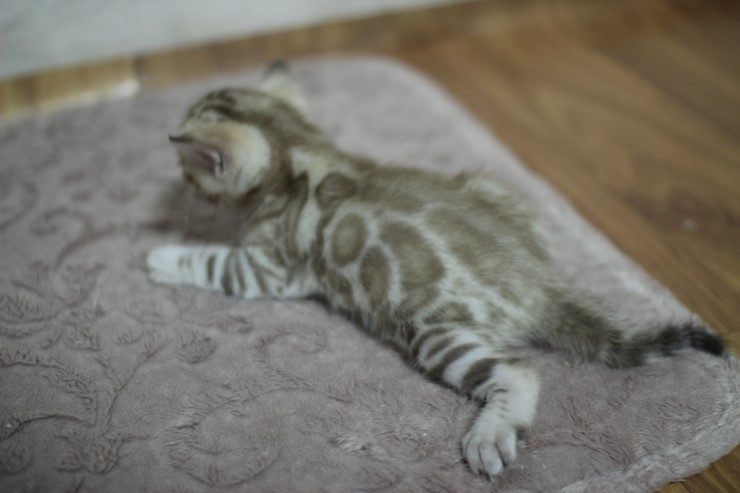 스노우 밍크 뱅갈고양이 남아예요~ 관련 이미지 2