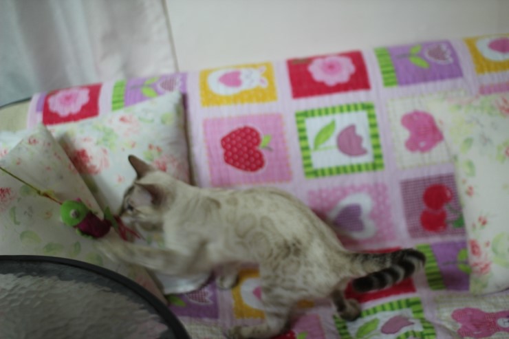 실링스 뱅갈고양이 키퍼 여아 매기에요~ 관련 이미지 2