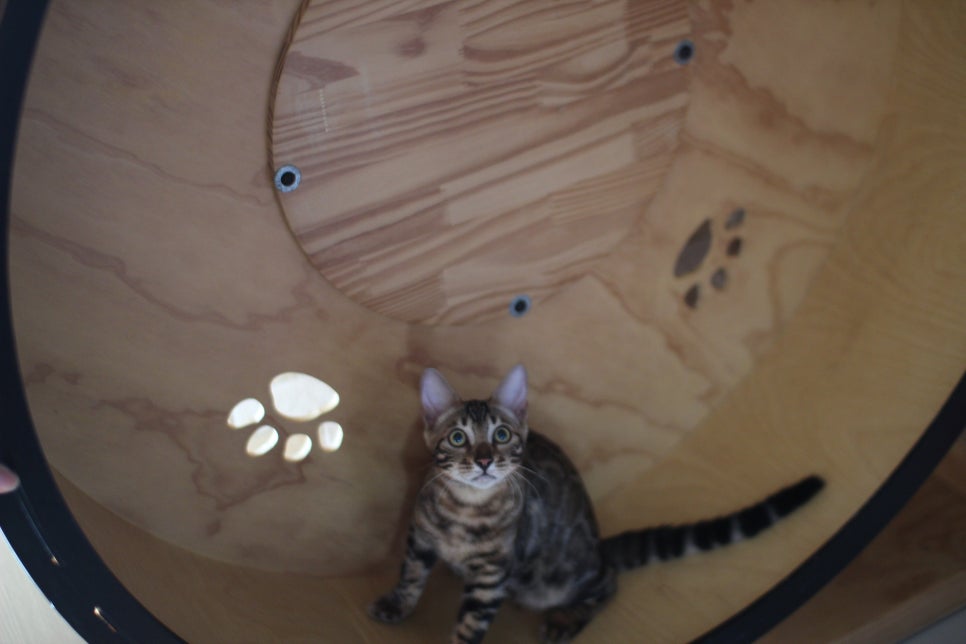 뱅갈고양이분양 너희들 강아지니? 고양이니? ^^ 관련 이미지 16