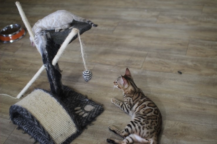 뱅갈고양이, 스노우뱅갈고양이 아이들과 함께 재밌게 지내고 있습니다^^... 관련 이미지 3