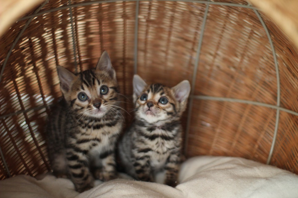 뱅갈고양이분양 환경좋은 홈캐터리에서 받으세요^^ 관련 이미지 5