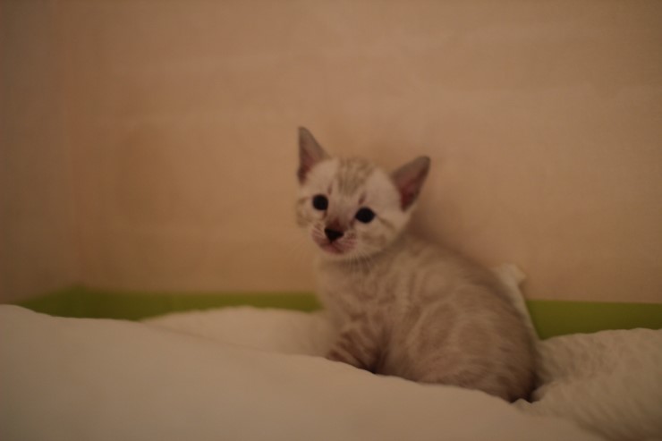 뱅갈고양이 분양 그냥 지나칠수 없을걸? 관련 이미지 12