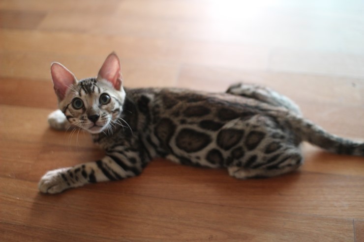 뱅갈고양이 남아 동글이 분양해요~^^ 관련 이미지 10