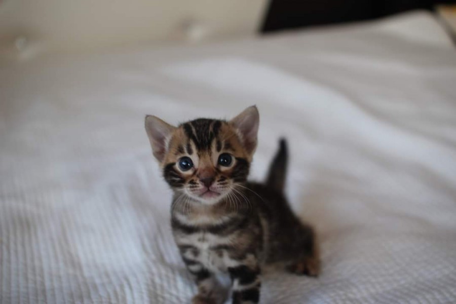 분양중인 뱅갈고양이 장군이 성장 모습~ 관련 이미지 1