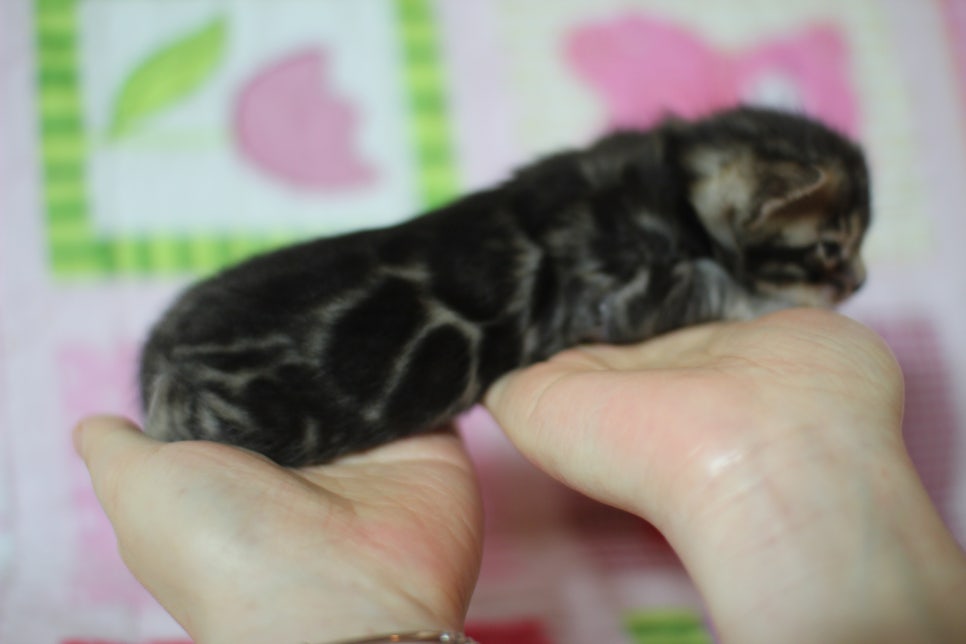 예약된 브라운 뱅갈고양이 남아에요~ 관련 이미지 1