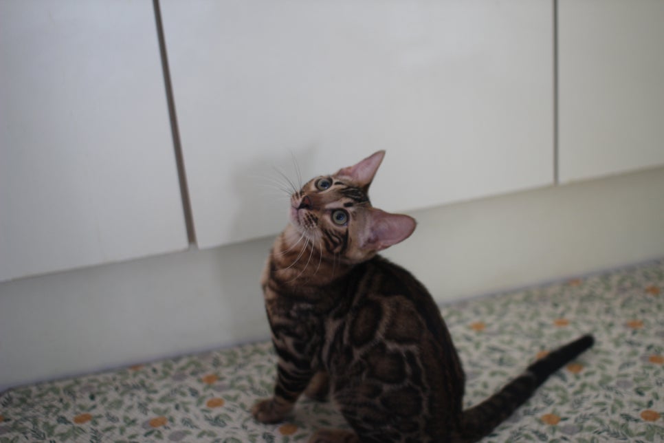 뱅갈고양이분양 애교가 넘치는 아이들 관련 이미지 13