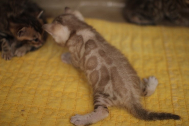 스노우 밍크 뱅갈고양이 남아예요. 관련 이미지 9