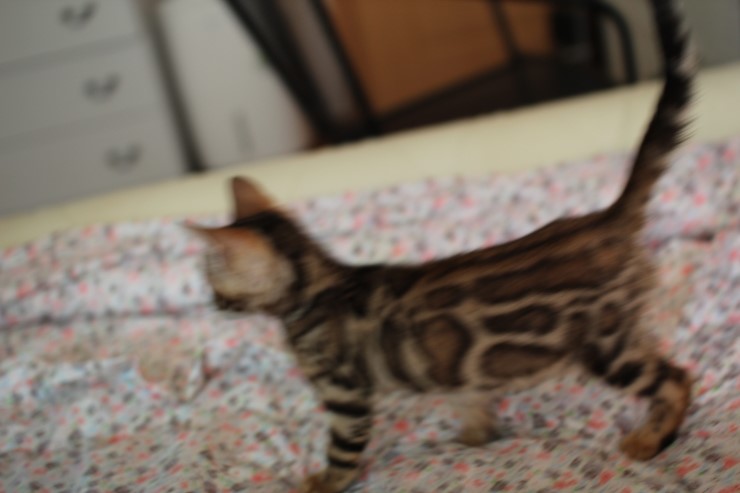 뱅갈고양이 남아 레모나 분양합니다... 관련 이미지 7