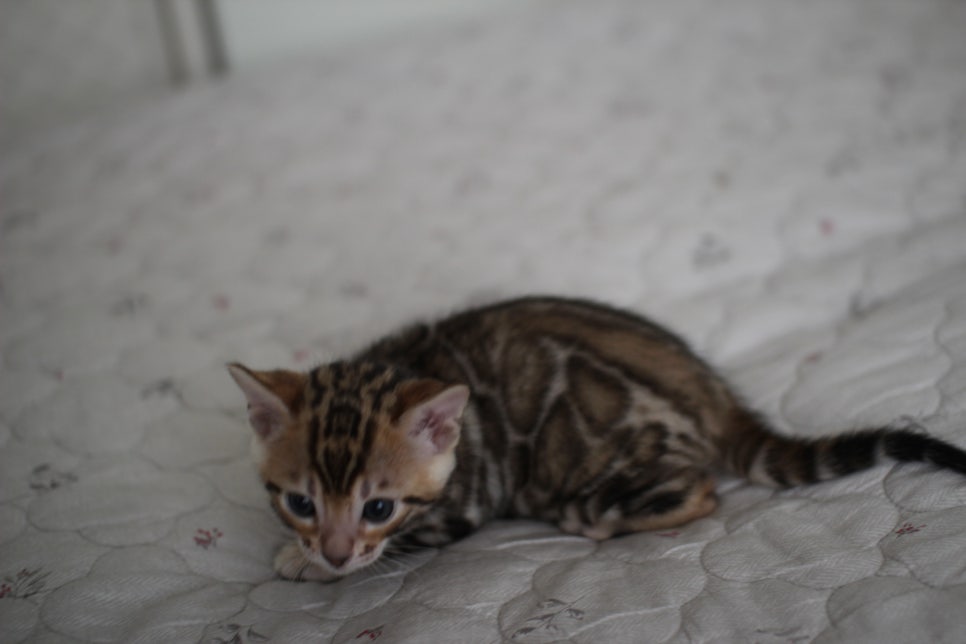 빅로젯이 멋진 뱅갈고양이 남아 분양해요~ 관련 이미지 3