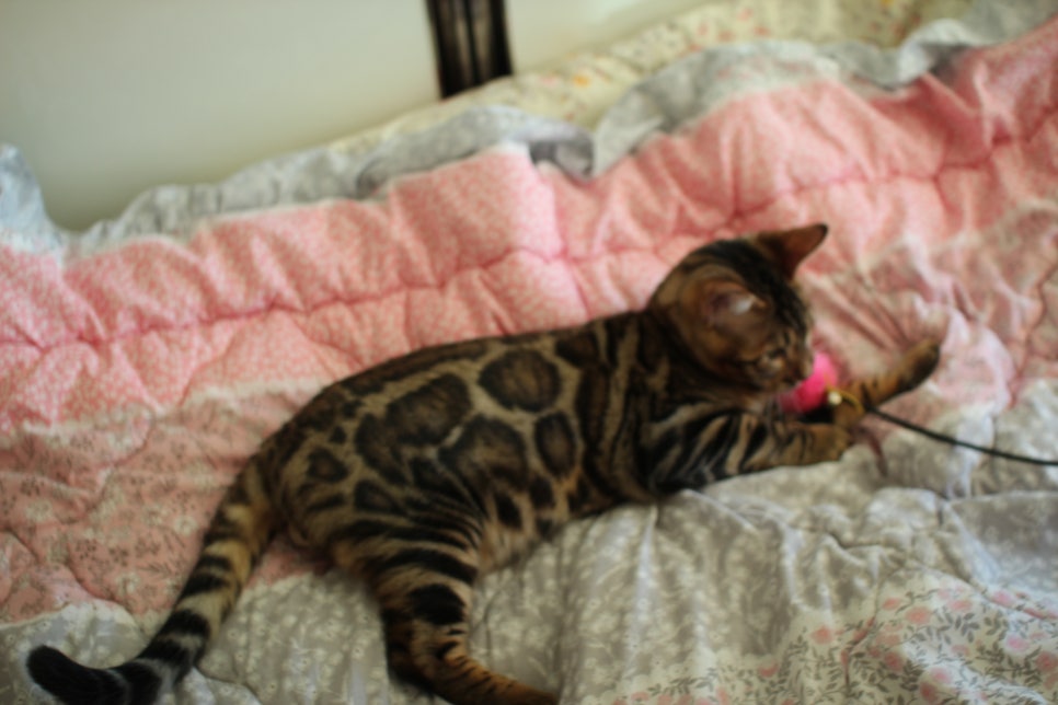 완전완전 개냥이 건강한 근육질 뱅갈고양이 남아 분양해요~ 관련 이미지 8