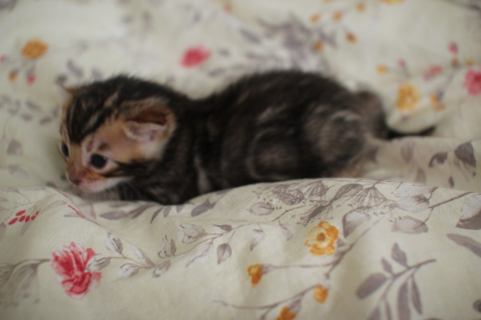 아가 뱅갈고양이 벌써부터 개냥이에 모습이~ 관련 이미지 12