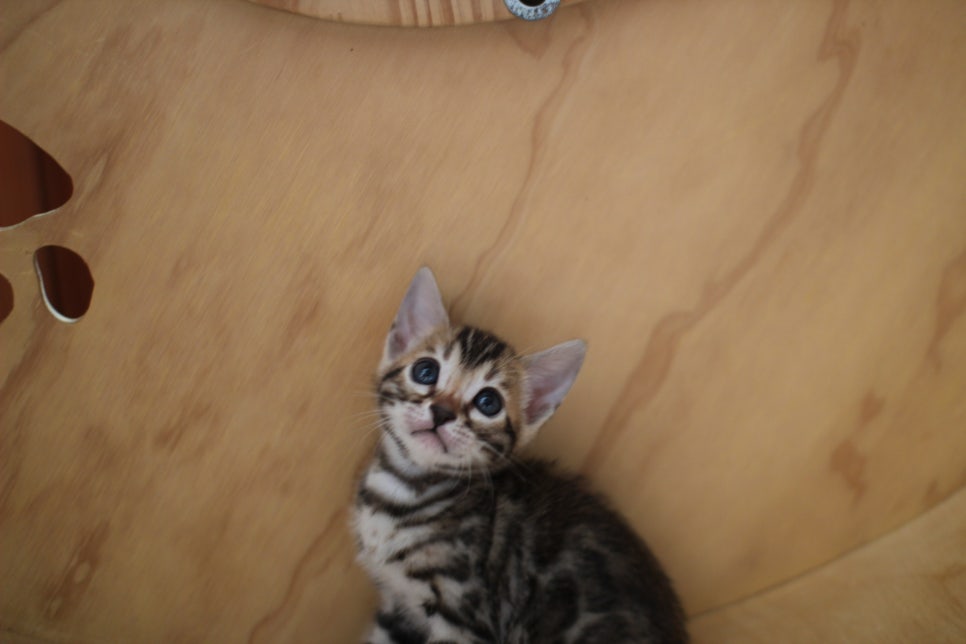 뱅갈고양이 여아들 캣휠 연습중~ 관련 이미지 16