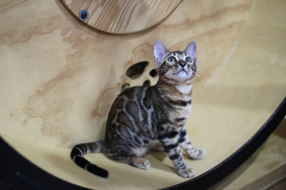 엄청난 개냥이 뱅갈고양이 여아 분양해요^^ 관련 이미지 9