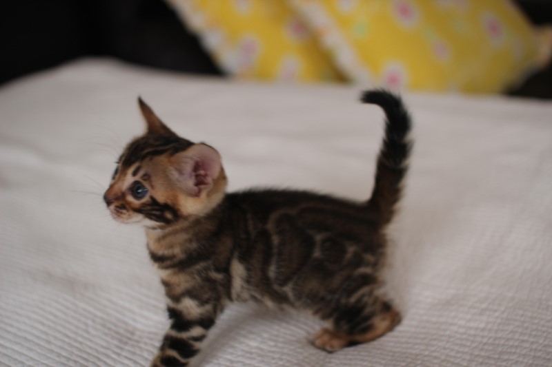 분양중인 뱅갈고양이 장군이 성장 모습~ 관련 이미지 8