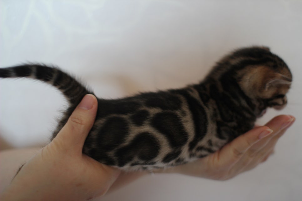 빅로젯 뱅갈고양이 삼형제예요~ 관련 이미지 2