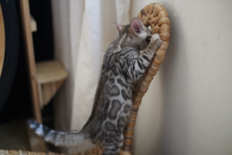 뱅갈고양이 꼬맹이들 사진이예요~ 관련 이미지 5
