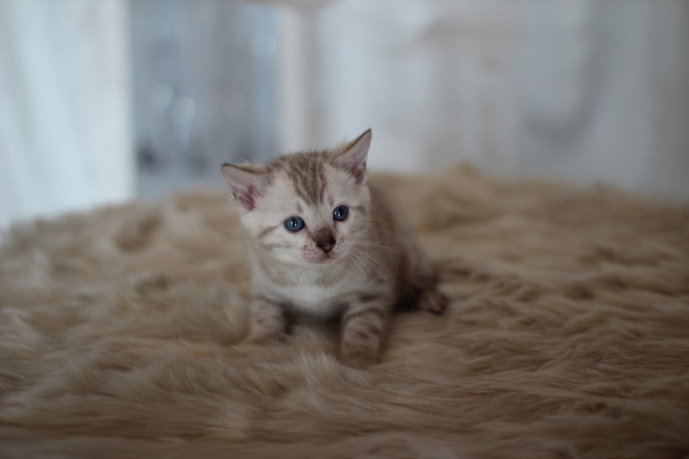 스노우뱅갈고양이 분양 오늘 빠져들어 볼까요? 관련 이미지 23