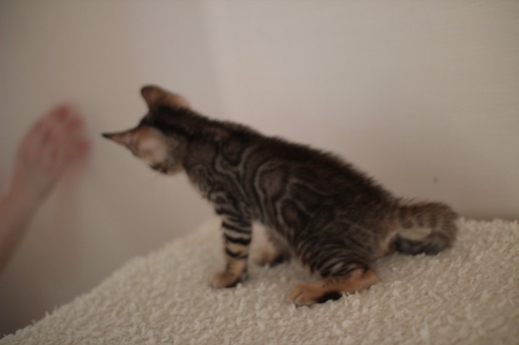 빅로젯 뱅갈고양이 남아예요~ 관련 이미지 3