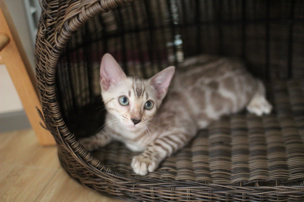 애교 넘치는 스노우뱅갈고양이 꼬맹이들~ 관련 이미지 2