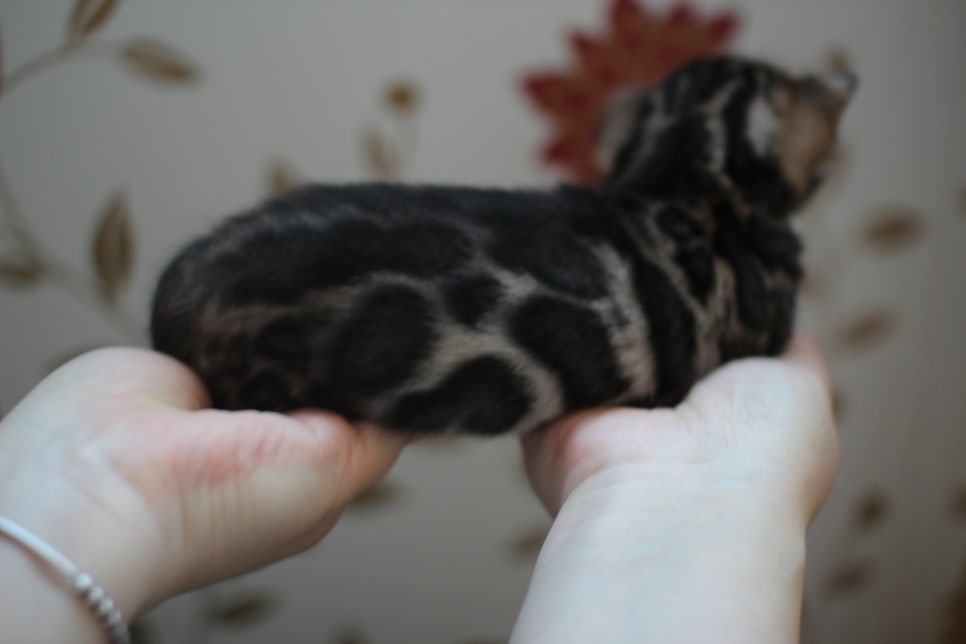 어메이징 브라운 뱅갈고양이 삼형제예요~ 관련 이미지 7