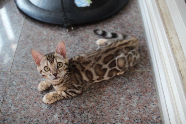 브라운 뱅갈고양이 키퍼 여아들~ 관련 이미지 5