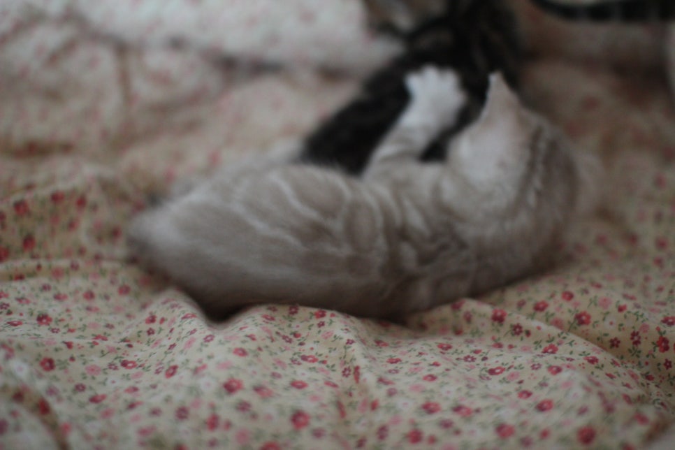 뱅갈고양이 꼬맹이들 사진전 ㅎㅎ 관련 이미지 28