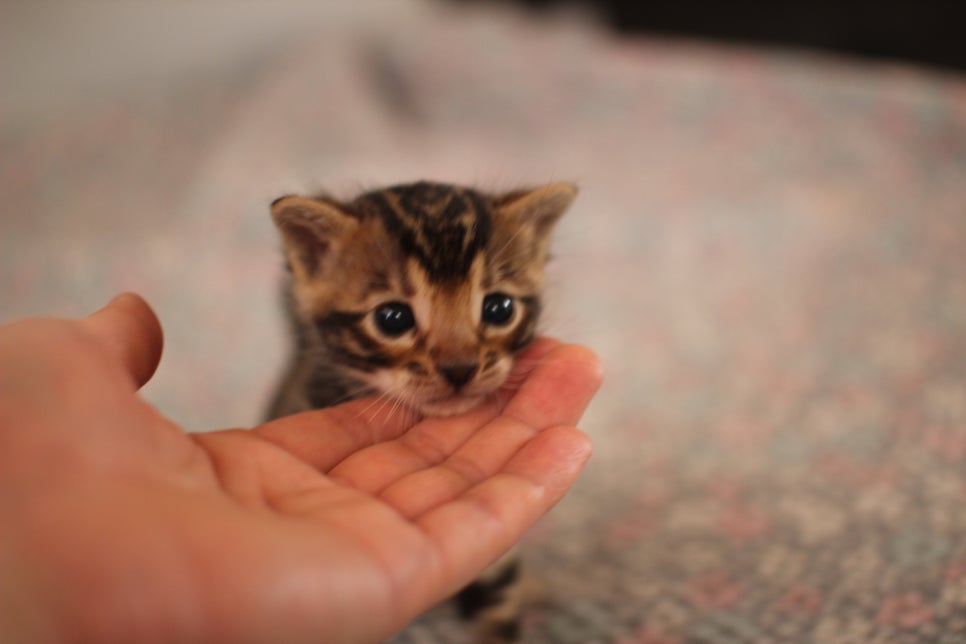 빅로젯 뱅갈남아 분양해요~ 관련 이미지 7