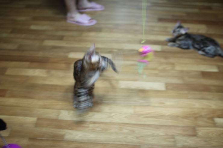 뱅갈고양이 아이들 신나게 노는 아이들~ 관련 이미지 8