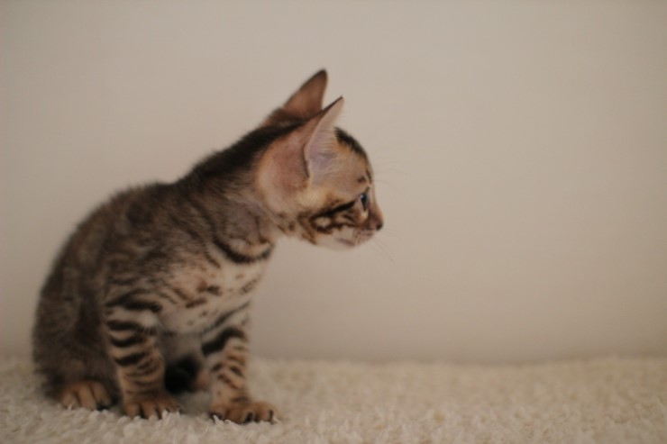 빅로젯 뱅갈고양이 남아예요~ 관련 이미지 2