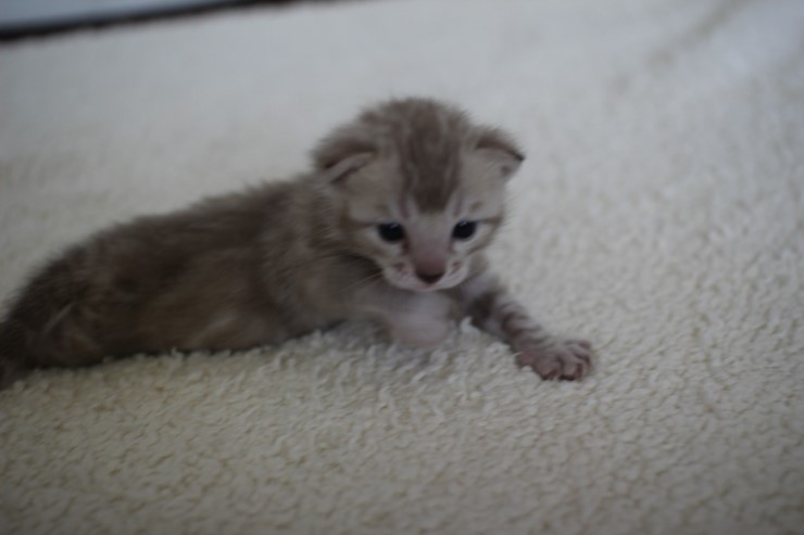 실밍크뱅갈고양이 곰돌이 남아예요 관련 이미지 6