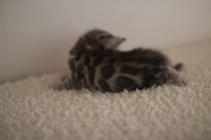 클라우드 로젯 실버 뱅갈고양이 남아예요~ 관련 이미지 9