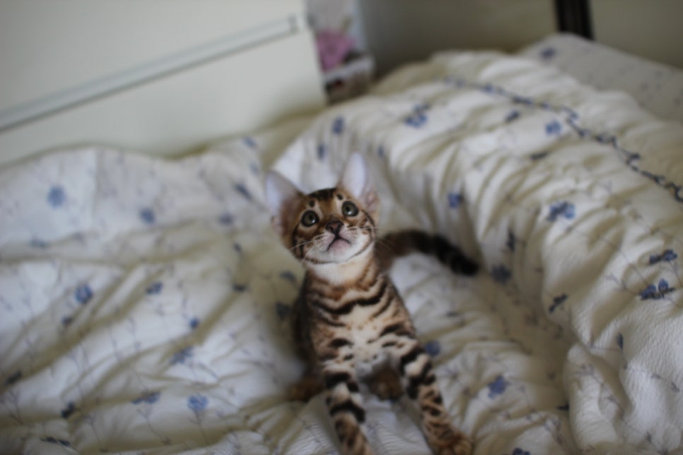 브라운 뱅갈고양이 자매 분양합니다~ 관련 이미지 9