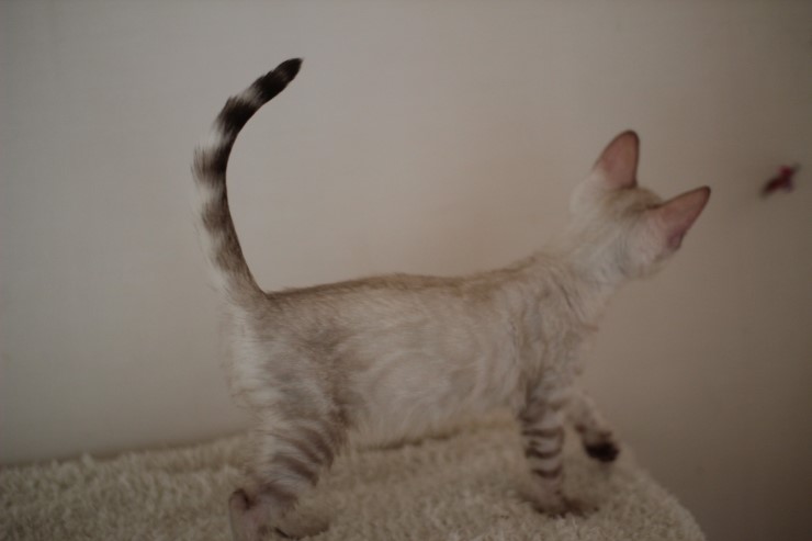 클라우드 로젯 실링스 뱅갈고양이 키퍼 여아 입니다~~ 관련 이미지 3