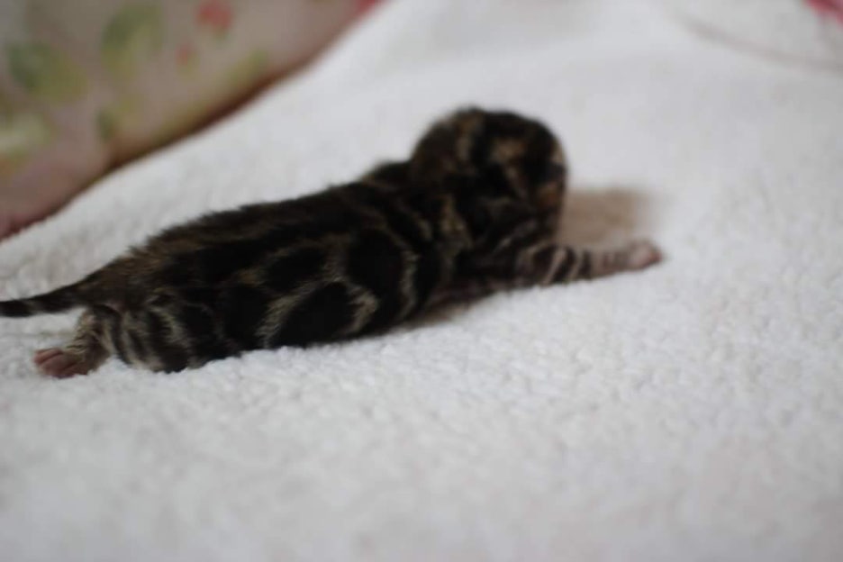 빅로젯 브라운 뱅갈고양이 보이예요~ 관련 이미지 3