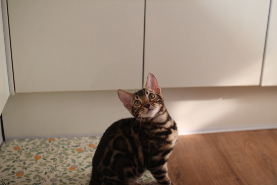 브라운 뱅갈고양이 분양중인 아이들 오늘 모습 입니다~ 관련 이미지 10