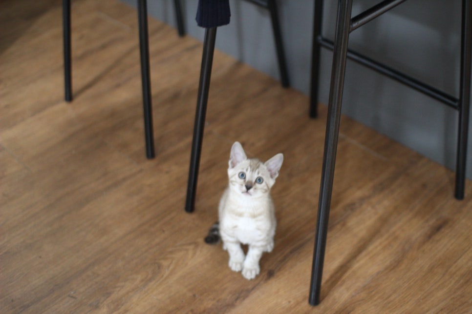 실밍크뱅갈고양이 남아 분양해요~~ 관련 이미지 6