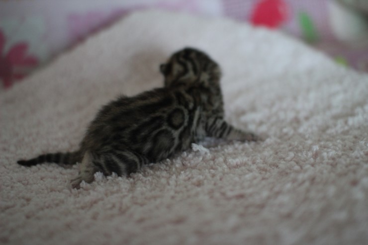 빅로젯 브라운 뱅갈고양이 꼬물이 여아예요 관련 이미지 3