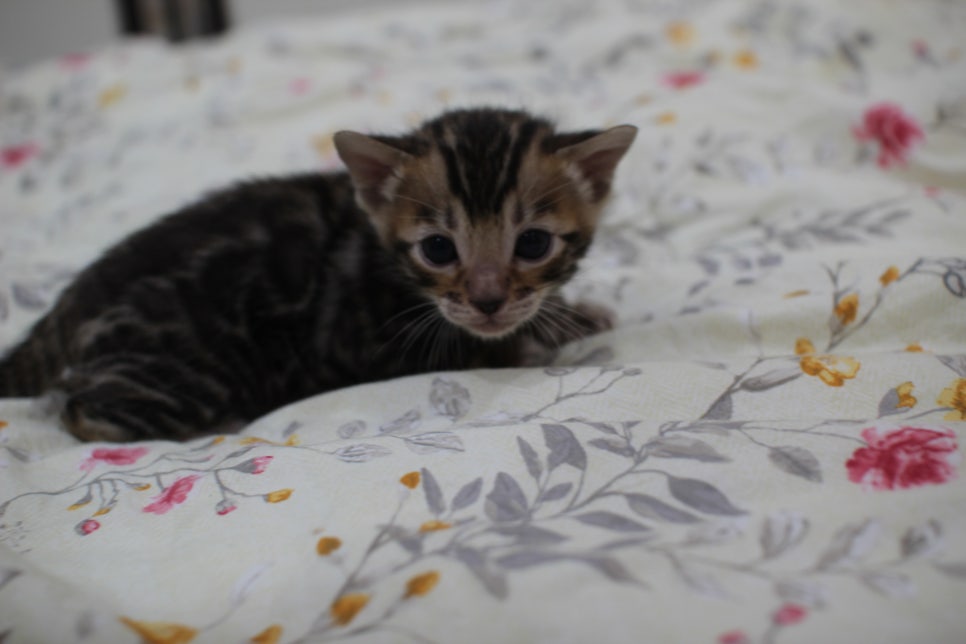 빅로젯이 멋진 미남 뱅갈고양이 남아 분양해요~ 관련 이미지 4