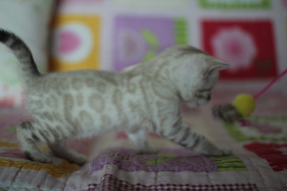 앙증,깜찍 스노우 뱅갈고양이 꼬맹이들~~ 관련 이미지 13