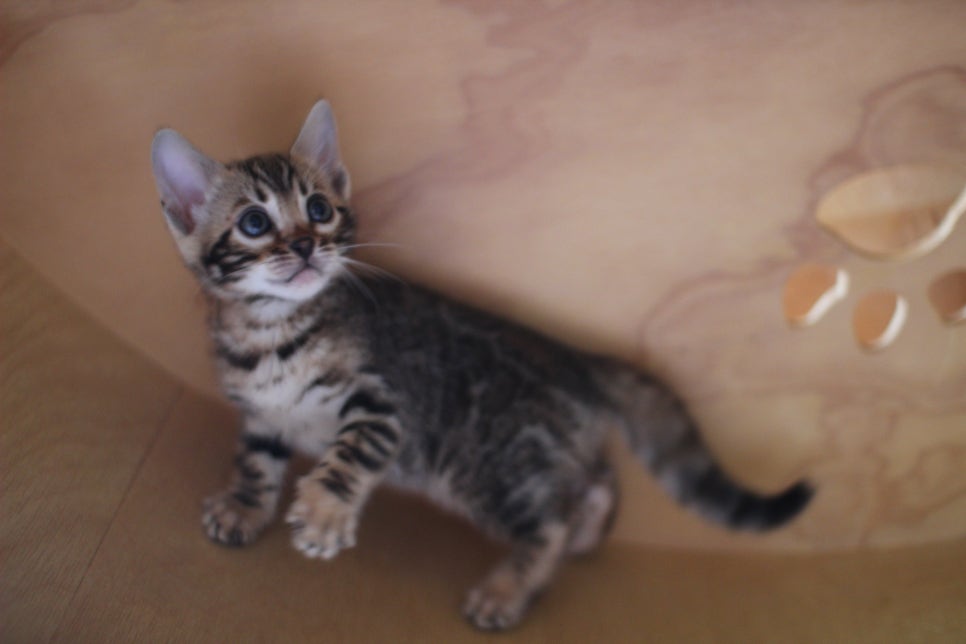 뱅갈고양이분양 무늬와 건강이 최고 관련 이미지 3