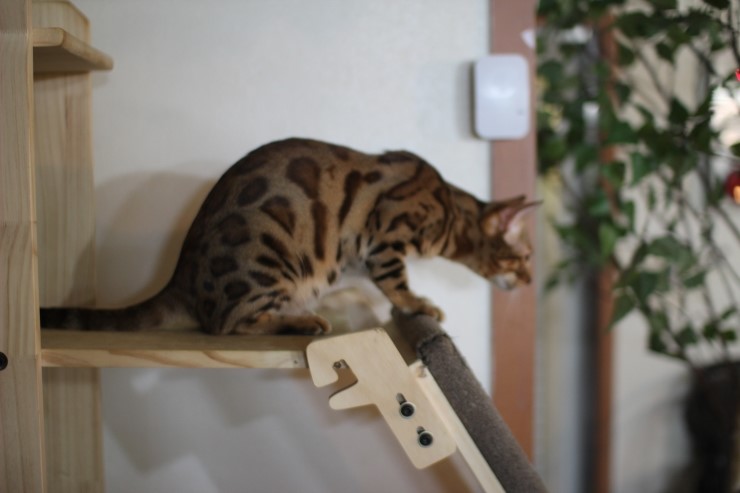 뱅갈고양이,뱅갈고양이 분양.아이들 오늘은 안방에서 놀아요~~~ 관련 이미지 3