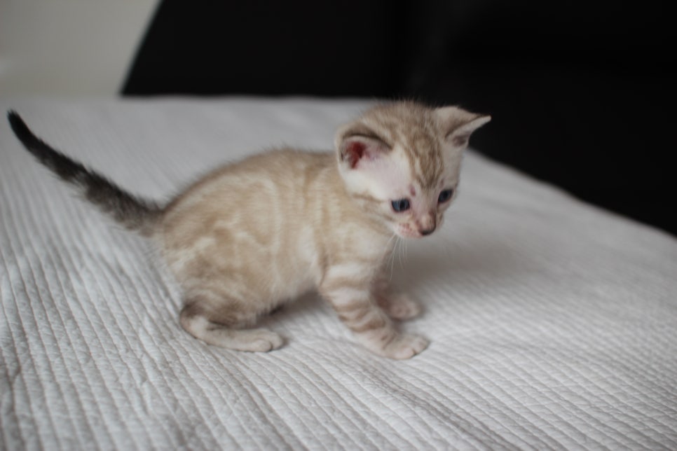 스노우뱅갈고양이 여아 예약분양 하고 있어요~ 관련 이미지 3