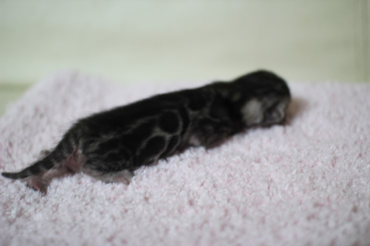 뱅갈고양이 실버랑 브라운 꼬물이 관련 이미지 2